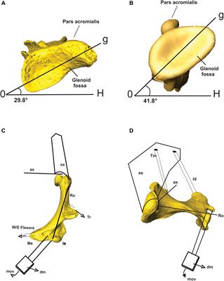 Decoupling Functional and Morphological Convergence, the Study Case of Fossorial Mammalia